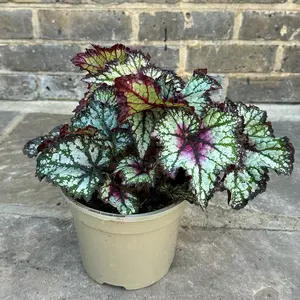 Begonia 'Bewitched Night Owl'