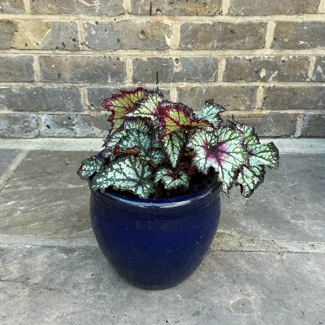 Begonia ‘Curly Cherry Mint’ (2L) - image 5