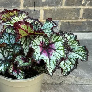 Begonia ‘Curly Cherry Mint’ (2L) - image 1