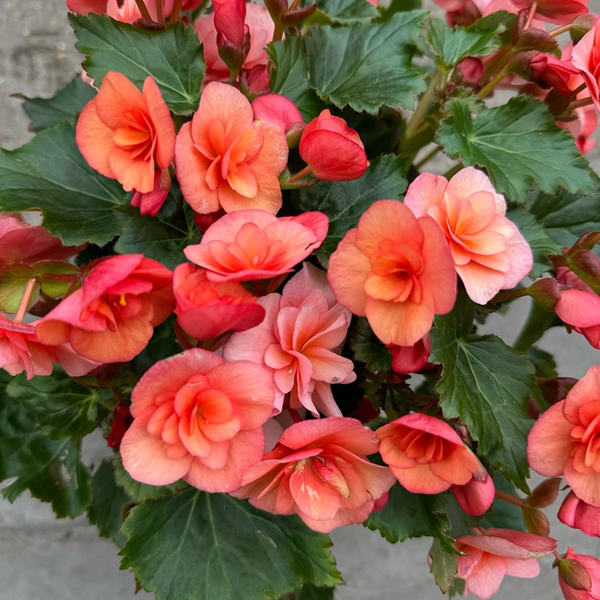 Begonia 'Esmay Peach' (Pot Size 1L) - image 1