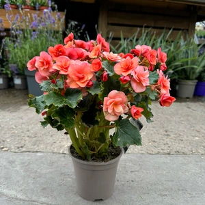 Begonia 'Esmay Peach' (Pot Size 1L) - image 2