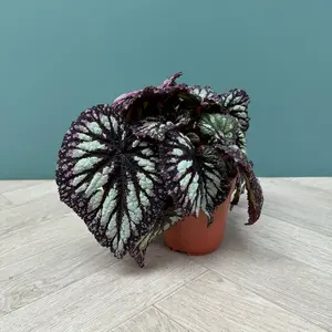 Begonia 'Fireworks' (Pot Size 12cm) - image 2