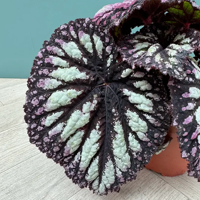 Begonia 'Fireworks' (Pot Size 12cm) - image 3