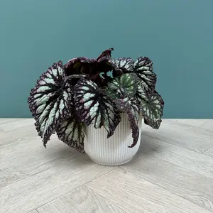 Begonia 'Fireworks' (Pot Size 12cm) - image 4