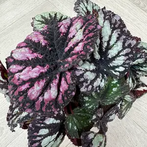 Begonia 'Fireworks' (Pot Size 12cm) - image 5