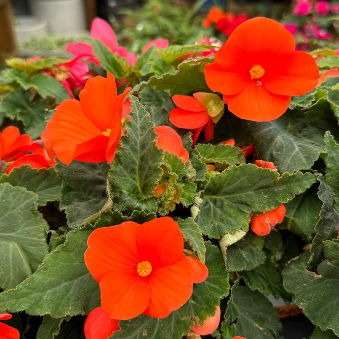 Begonia Florencio Orange (Pot Size 12cm)