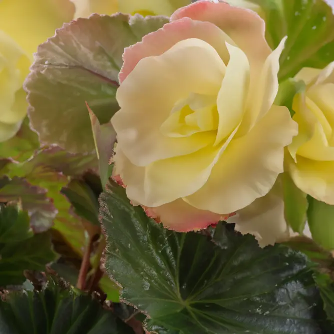 Begonia 'Frag Falls Lemon' (Pot Size 12cm) - image 1