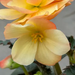 Begonia 'Frag Falls Lemon' (Pot Size 12cm) - image 2