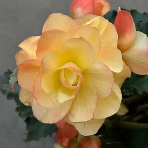 Begonia 'Frag Falls Peach' (Pot Size 12cm) - image 1