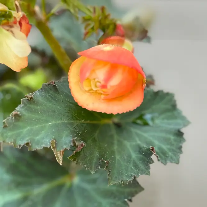 Begonia 'Frag Falls Peach' (Pot Size 12cm) - image 2