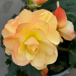 Begonia 'Frag Falls Peach' (Pot Size 12cm) - image 3