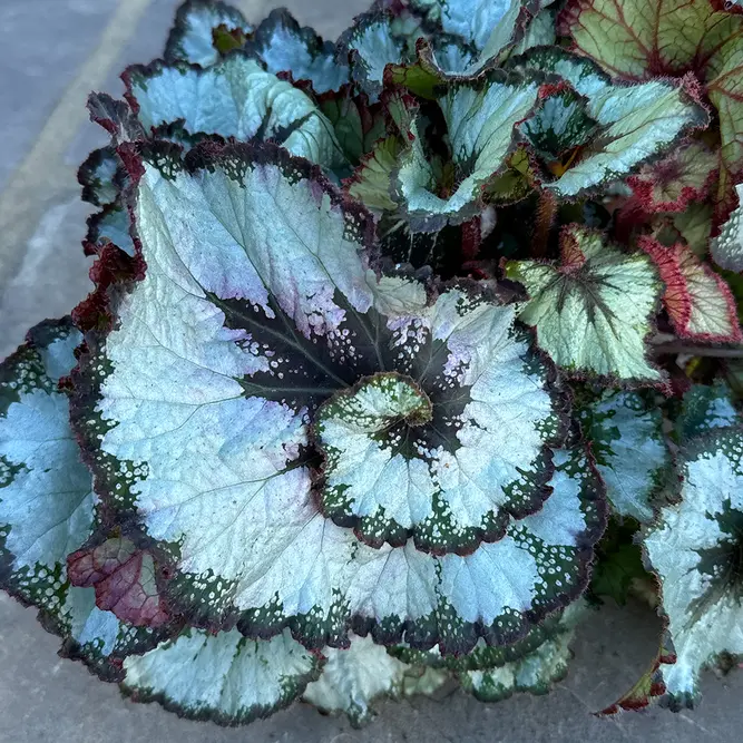 Begonia Rex 'Escargot' (Pot Size 12cm) - image 2