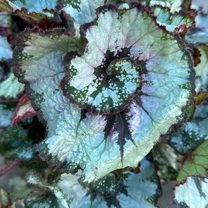 Begonia Rex 'Escargot' (Pot Size 12cm) - image 3