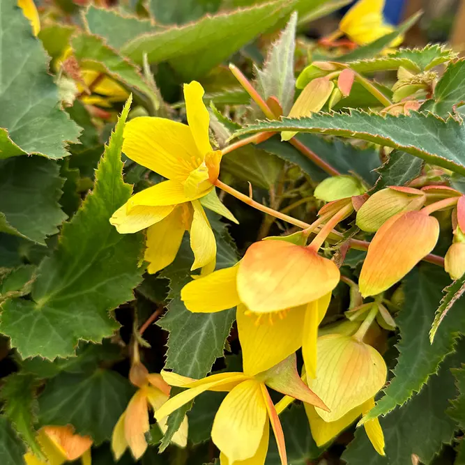 Begonia ‘Starshine Calypso’ (Pot Size 12cm) Starshine Calypso Begonia - image 1