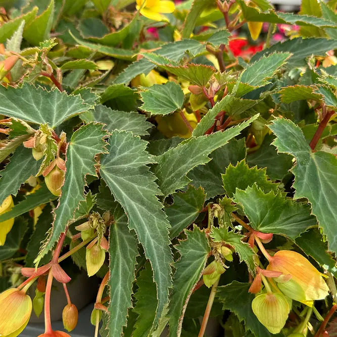 Begonia ‘Starshine Calypso’ (Pot Size 12cm) Starshine Calypso Begonia - image 2