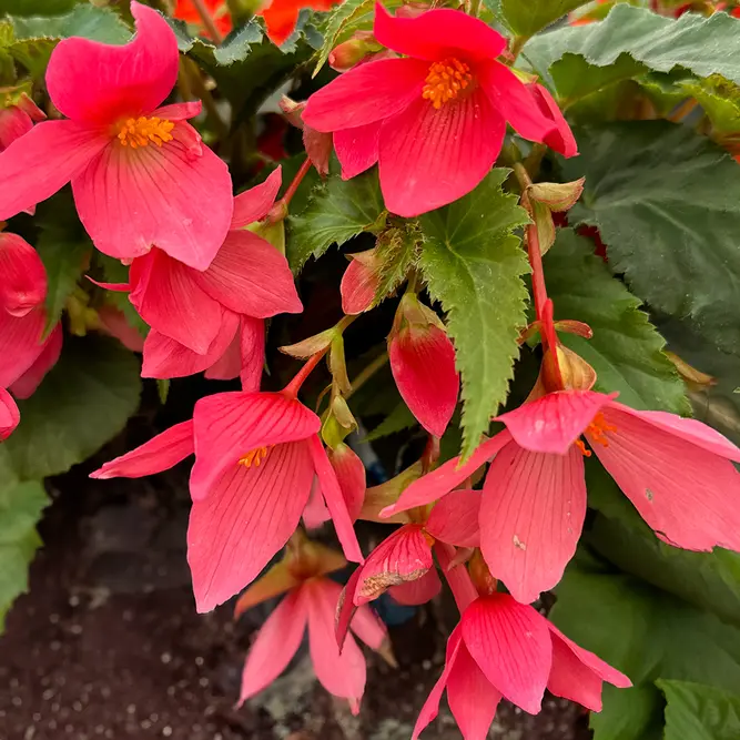 Begonia ‘Waterfall Pink’ (Pot Size 12cm)