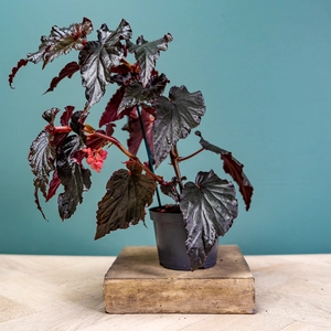 Begonia 'Wings' (Pot Size 12cm) - image 2