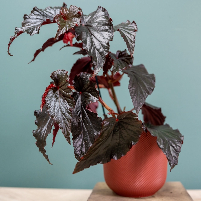 Begonia 'Wings' (Pot Size 12cm) - image 3