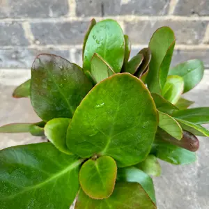 Bergenia 'Apple Blossom' (Pot Size 2L) - Elephants Ears - image 2