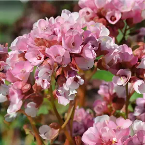 Bergenia 'Apple Blossom' (Pot Size 2L) - Elephants Ears - image 1