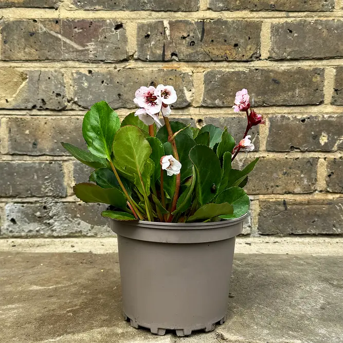 Bergenia 'Harzkristall' (Pot Size 2L) - Elephants Ears - image 2