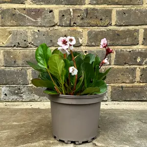 Bergenia 'Harzkristall' (Pot Size 2L) - Elephants Ears - image 2