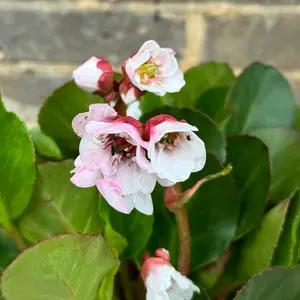 Bergenia 'Harzkristall' (Pot Size 2L) - Elephants Ears - image 1