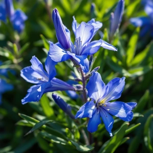 Billardiera heterophylla ‘Ultra Blue’ (Pot Size 3L) Sollya heterophylla ' Ultra Blue'