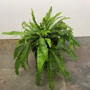 Blechnum gibbum ‘Silver Lady’ (5L) Silver Lady Fern - image 2