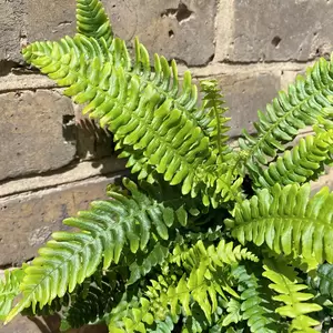 Blechnum gibbum ‘Silver Lady’ (5L) Silver Lady Fern - image 1