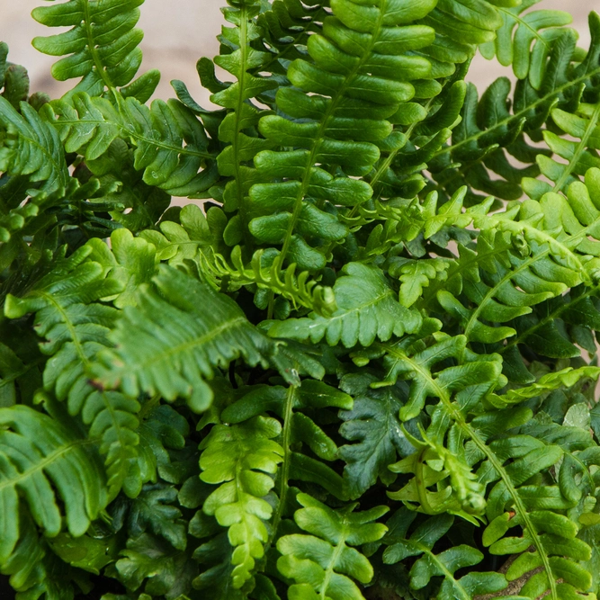 Blechnum gibbum ‘Silver Lady’ (5L) Silver Lady Fern - image 3