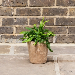 Blechnum gibbum ‘Silver Lady’ (5L) Silver Lady Fern - image 4