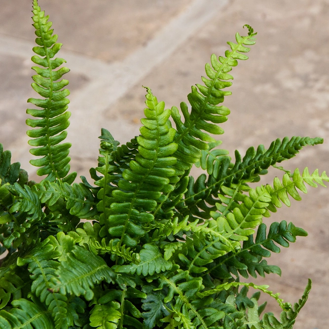 Blechnum gibbum ‘Silver Lady’ (5L) Silver Lady Fern - image 5