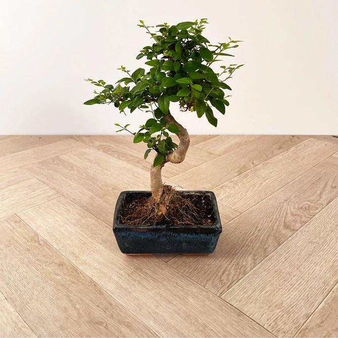 Bonsai Ficus retusa (Pot Size 15cm) - image 1