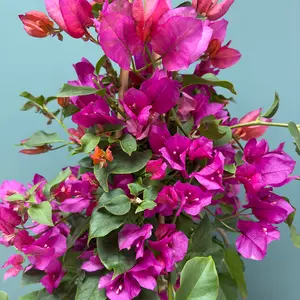 Bougainvillea sanderiana 'Pyramid' (Pot Size 17cm) - image 2