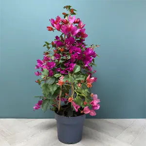 Bougainvillea sanderiana 'Pyramid' (Pot Size 17cm) - image 4