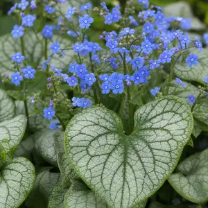 Brunnera macrophylla 'Sea Heart' (Pot Size 2L) Siberian Bugloss 'Sea Heart'