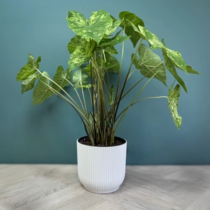 Caladium 'Frog in a blender' (Pot Size 21cm) - image 1