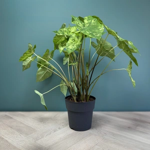 Caladium 'Frog in a blender' (Pot Size 21cm) - image 2