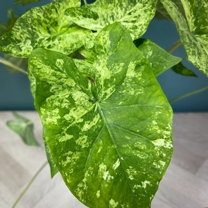 Caladium 'Frog in a blender' (Pot Size 21cm) - image 3