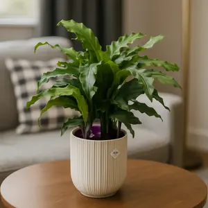 Calathea 'Blue Grass' (Pot Size 12cm) Prayer Plant