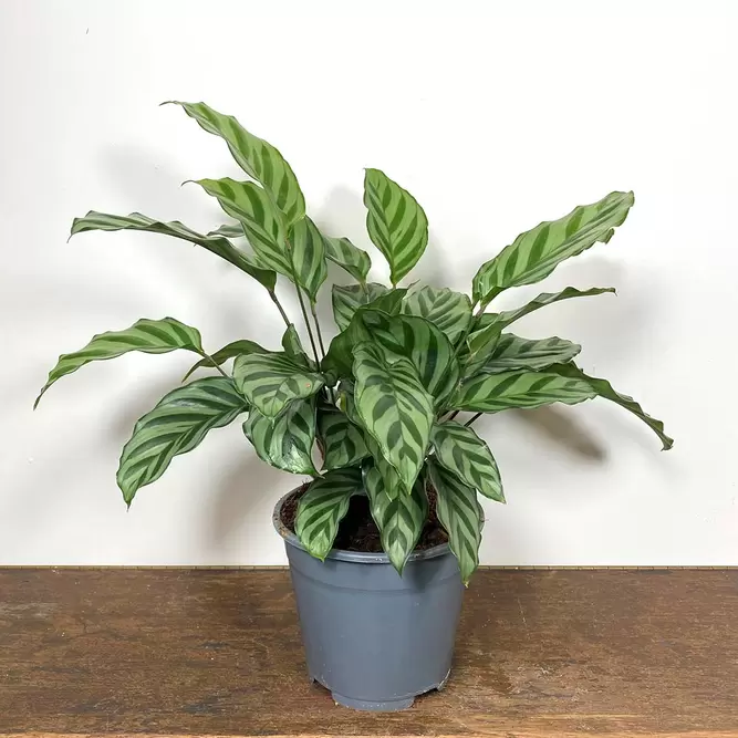 Calathea concinna 'Freddie' (Pot Size 7cm) - image 2