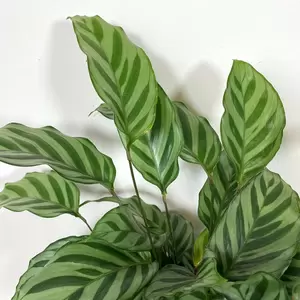 Calathea concinna 'Freddie' (Pot Size 7cm) - image 1