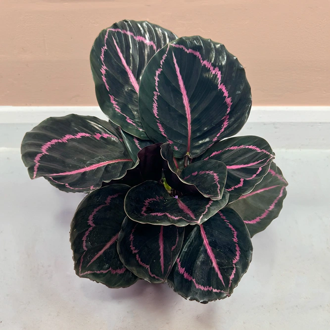 Calathea 'Dottie' (Pot Size 12cm) Prayer Plant - image 1