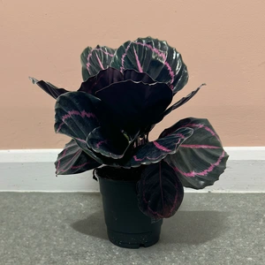 Calathea 'Dottie' (Pot Size 12cm) Prayer Plant - image 2