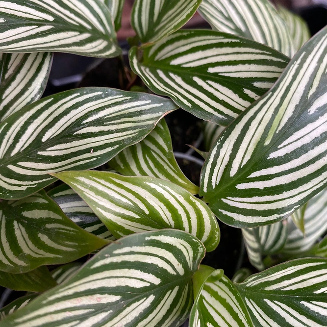 Calathea elliptica 'Vittata' (Pot Size 12cm) Calathea 'Vittata' - image 1