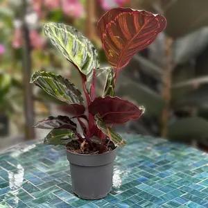 Calathea 'Illustris' (Pot Size 12cm) Peacock Plant - image 1