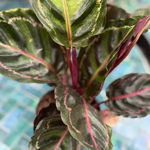 Calathea 'Illustris' (Pot Size 12cm) Peacock Plant - image 2