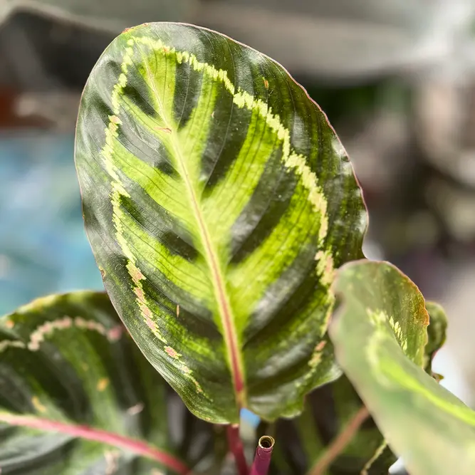 Calathea 'Illustris' (Pot Size 12cm) Peacock Plant - image 3