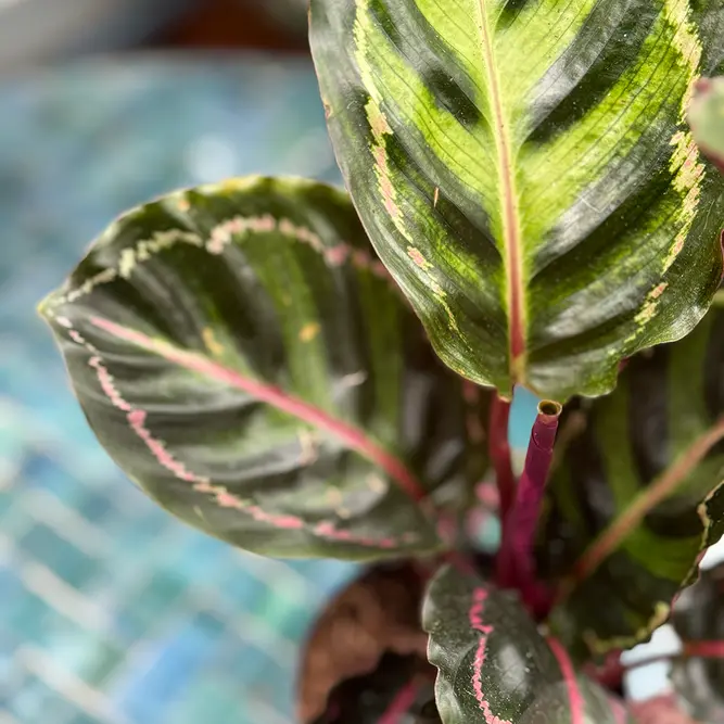 Calathea 'Illustris' (Pot Size 12cm) Peacock Plant - image 4